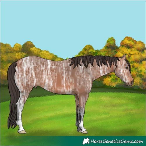 Horse Color:Bay Ice