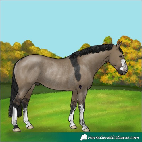 Horse Color:Gray Brown Dun Rabicano