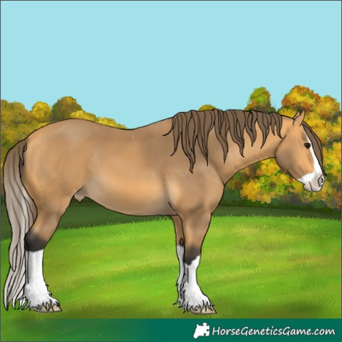 Horse Color:Buckskin Splash Varnish