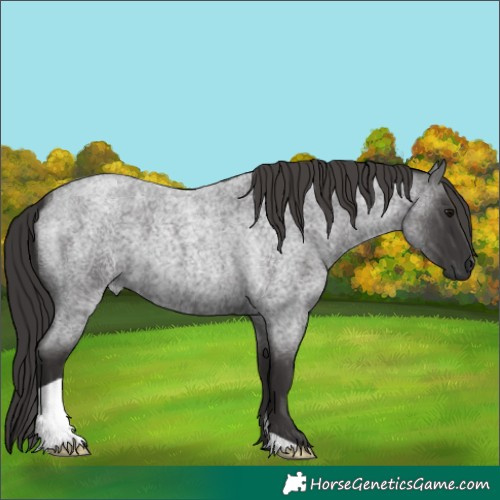 Horse Color:Smoky Blue Roan