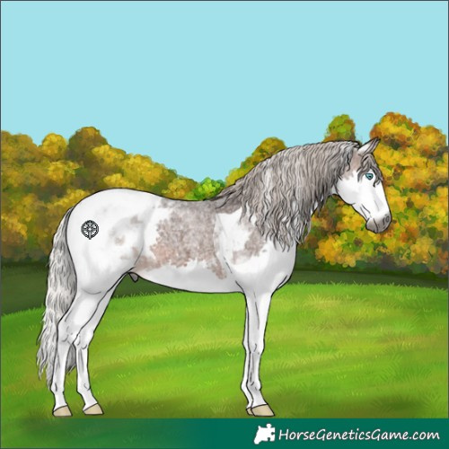 Horse Color:Gray Silver Bay Roan Splash Tobiano Appaloosa