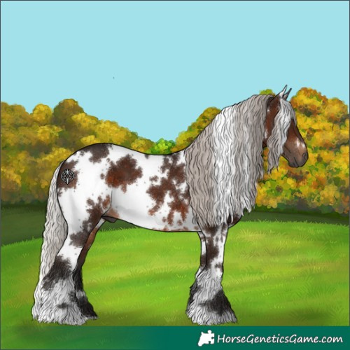 Horse Color:Gray White Spotted Silver Bay 