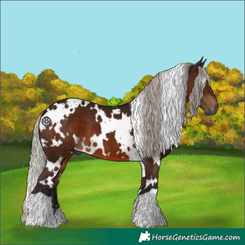 Horse Color:Gray White Spotted Silver Brown