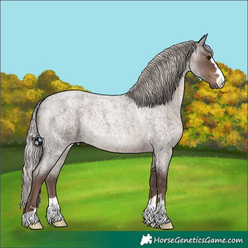 Horse Color:Silver Blue Roan Rabicano