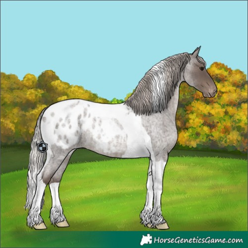 Horse Color:Silver Blue Roan Tobiano Blanket