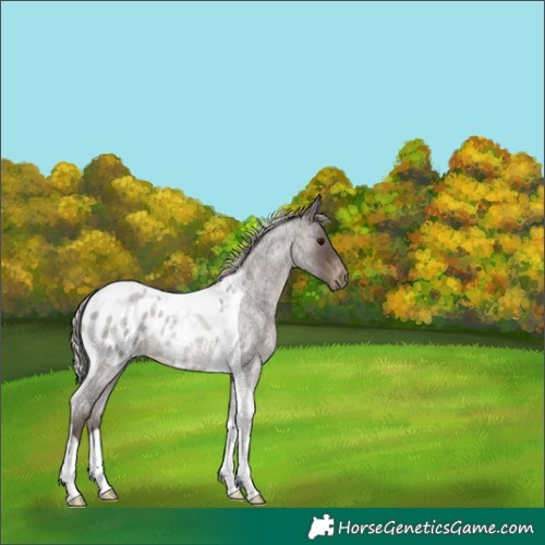 Horse Color:Silver Blue Roan Tobiano Appaloosa