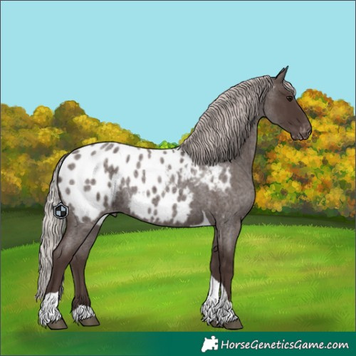 Horse Color:Silver Blue Roan Tobiano Blanket 