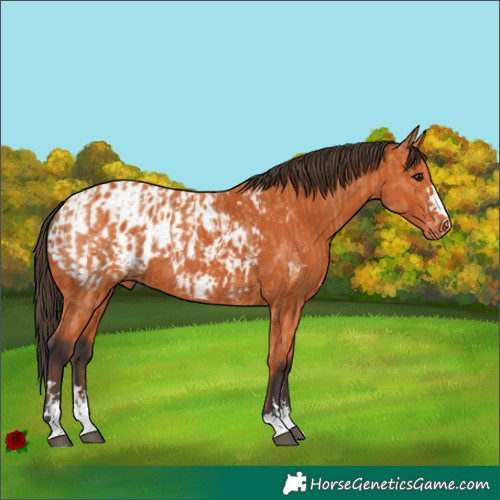 Horse Color:Bay and Bay Appaloosa