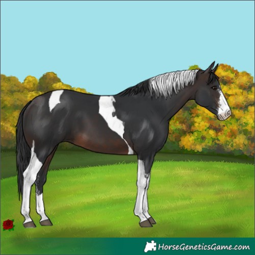 Horse Color:Brown Sabino Tobiano