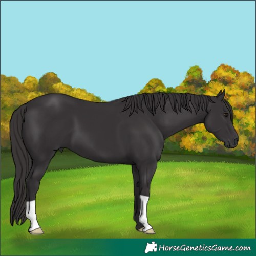 Horse Color:Smoky Black