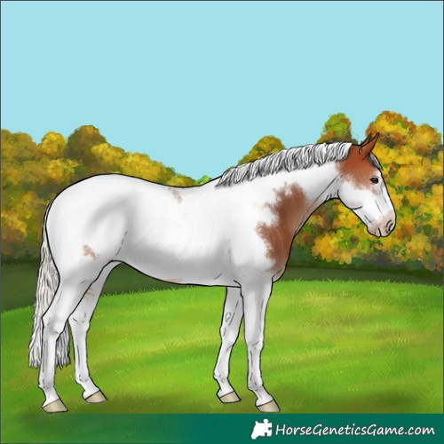 Horse Color:Silver Bay Tobiano Frame 