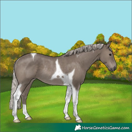 Horse Color:Silver Black Tobiano Rabicano 