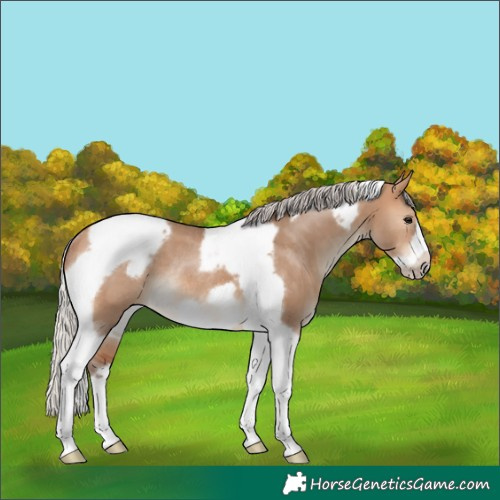 Horse Color:Silver Bay Dun Tobiano Frame Rabicano 