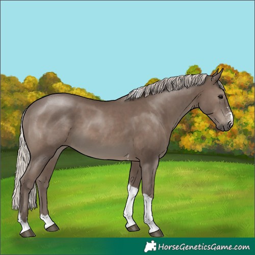 Horse Color:Silver Black Sabino Tobiano