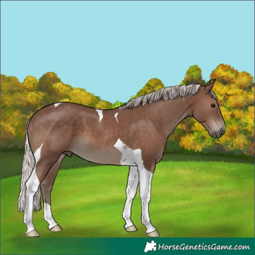 Horse Color:Silver Black Tobiano