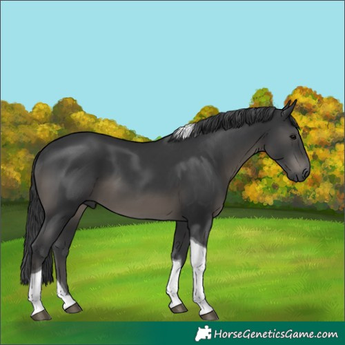 Horse Color:Black Tobiano