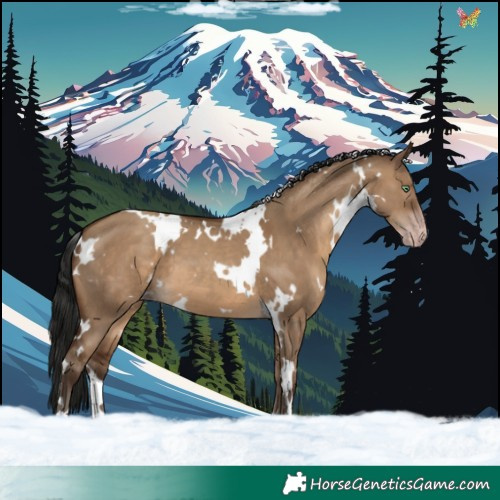 Horse Color:Gray White Spotted Sable Champagne Dun