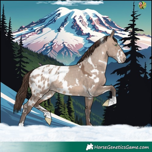 Horse Color:White Spotted Sable Champagne Dun Appaloosa 