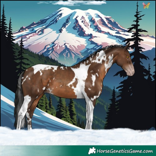 Horse Color:Gray White Spotted Sable Champagne Tobiano