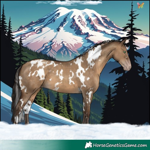 Horse Color:Gray White Spotted Sable Champagne Dun Appaloosa 