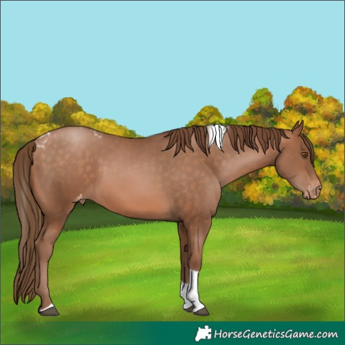 Horse Color:Brown Pearl Tobiano Skewed LP Spotted