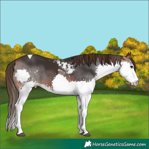 Horse Color:Brown Splash Tobiano Skewed LP Spotted 