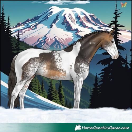 Horse Color:White Spotted Buckskin Tobiano 
