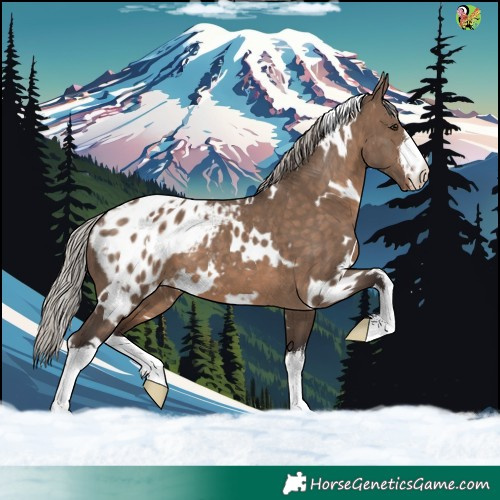 Horse Color:White Spotted Silver Brown Dun Appaloosa