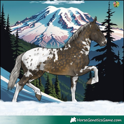 Horse Color:White Spotted Silver Buckskin Appaloosa 