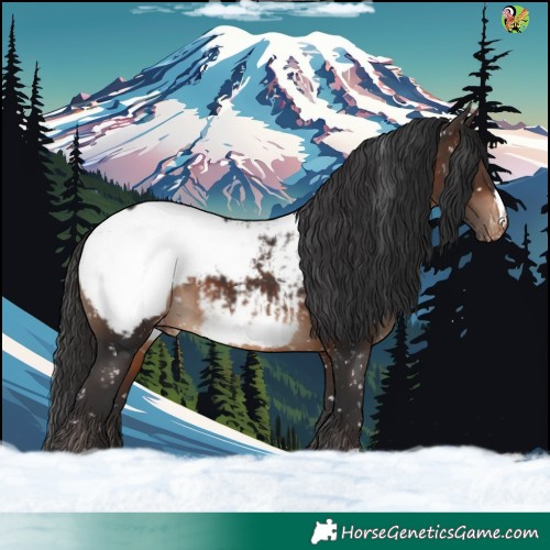 Horse Color:Brown Appaloosa 