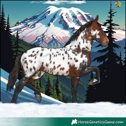 Horse Color:Bay Blanket