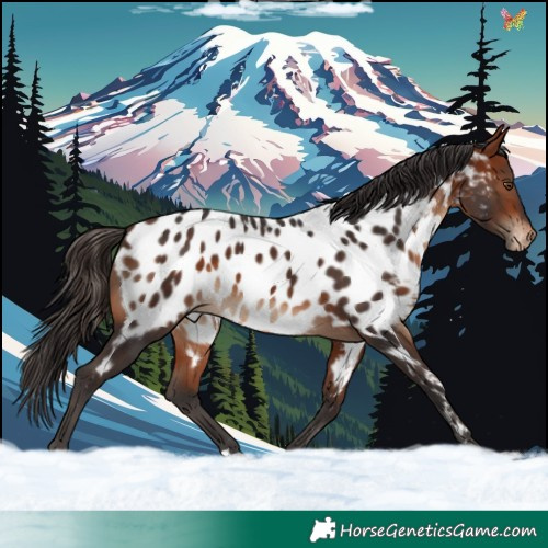 Horse Color:Bay Appaloosa
