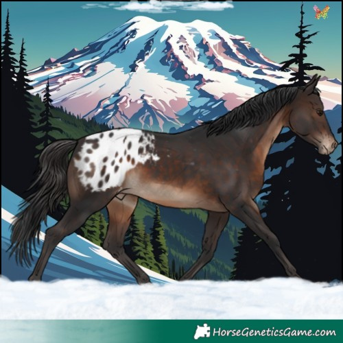 Horse Color:Brown Varnish