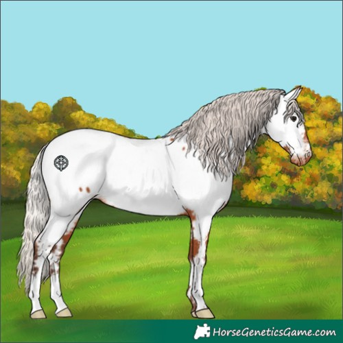 Horse Color:Silver Bay Fewspot