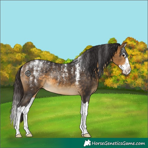 Horse Color:Powder White Buckskin Splash 