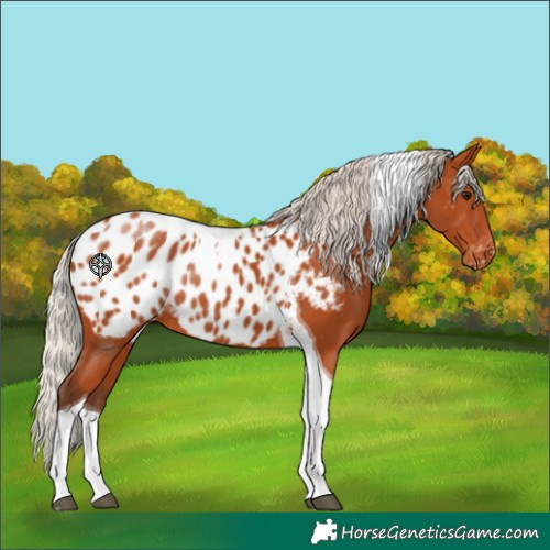 Horse Color:Silver Bay Tobiano Near Leopard Rabicano 