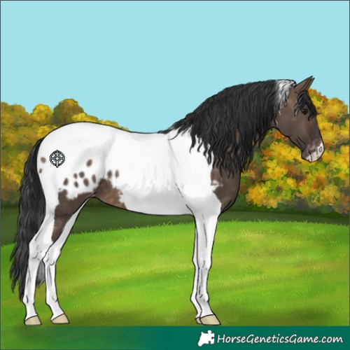 Horse Color:Brown Dun Tobiano Blanket 