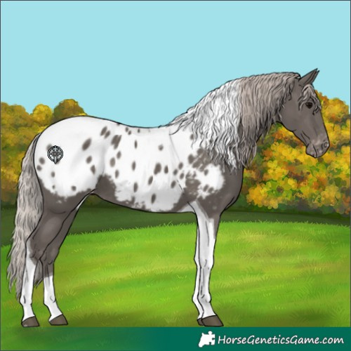 Horse Color:Silver Black Tobiano Blanket 
