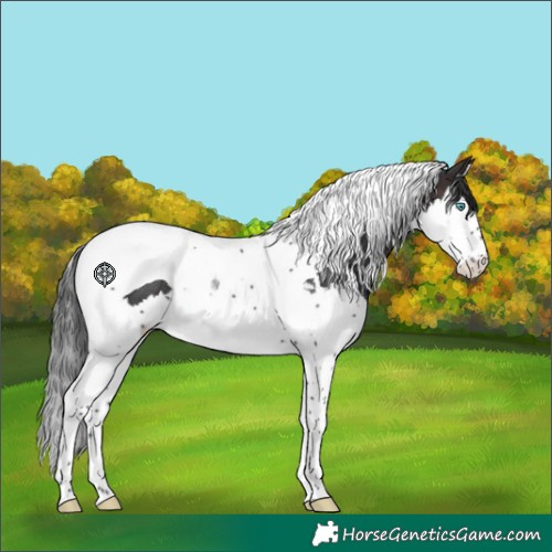 Horse Color:Brown Splash Tobiano