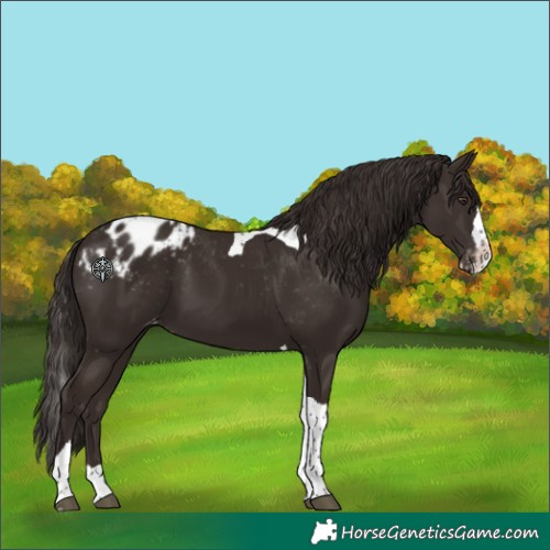 Horse Color:Liver Chestnut Splash Tobiano Appaloosa 