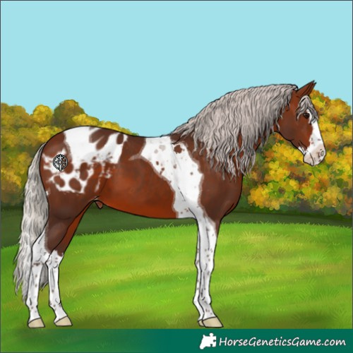 Horse Color:Silver Brown Splash Tobiano Appaloosa 