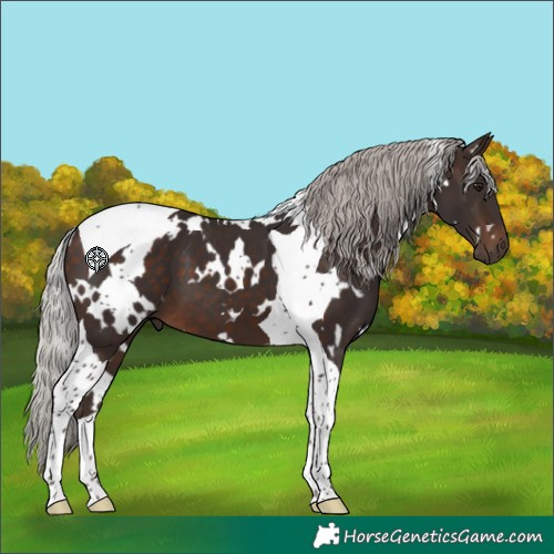 Horse Color:White Spotted Silver Brown Tobiano 