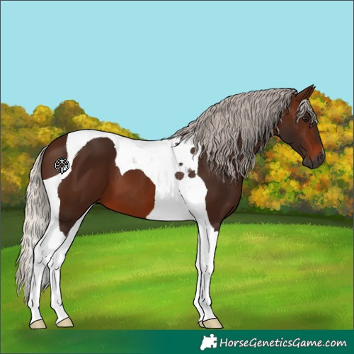 Horse Color:Gray Silver Bay Tobiano