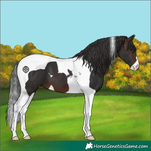 Horse Color:Brown Tobiano 