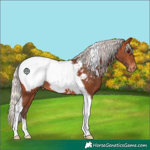 Horse Color:Silver Bay Tobiano Appaloosa