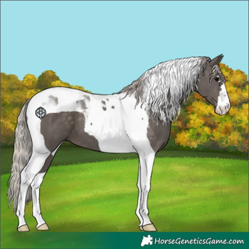 Horse Color:Silver Black Tobiano 