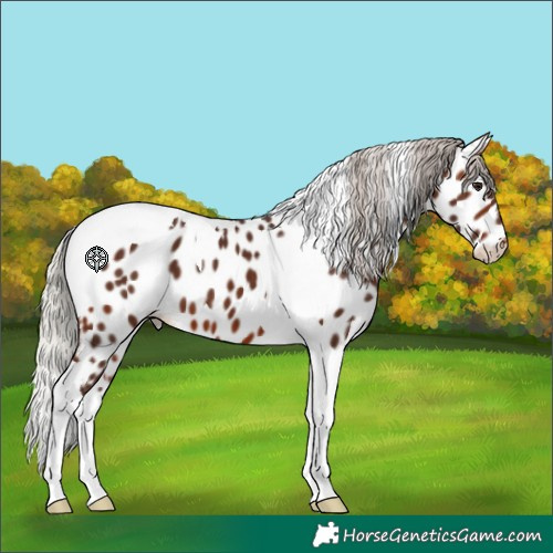 Horse Color:Silver Brown Tobiano Appaloosa 