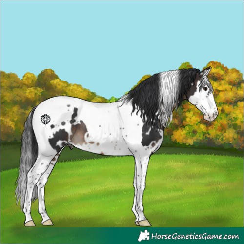 Horse Color:White Spotted Brown Splash Tobiano 