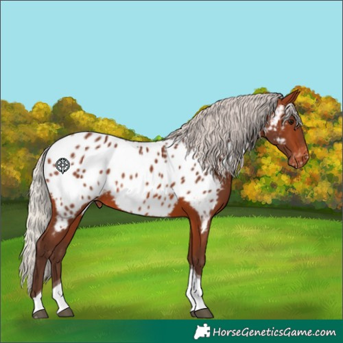 Horse Color:Silver Brown Tobiano Appaloosa Rabicano 