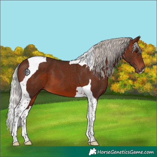 Horse Color:Silver Brown Tobiano 